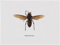 藏品(中華大虎頭蜂)的圖片